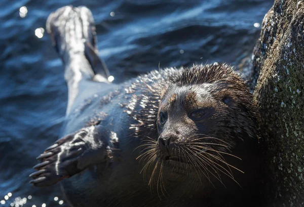 The Ladoga ringed seal. Scientific name: Pusa hispida ladogensis. The Ladoga seal in a natural habitat. Ladoga Lake.