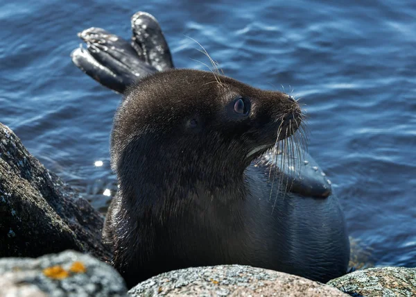 Ladoga Ringed Seal Side View Portrait Close Scientific Name Pusa — Stock Photo, Image