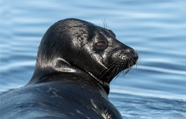 Ladoga Ringed Seal Side View Portrait Close Scientific Name Pusa — Stock Photo, Image