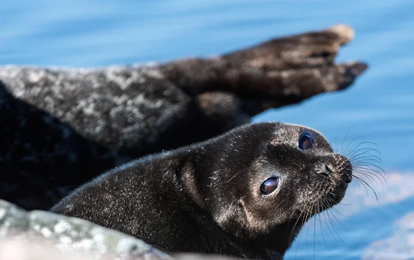 Ladoga Ringed Seal Side View Portrait Close Scientific Name Pusa — Stock Photo, Image