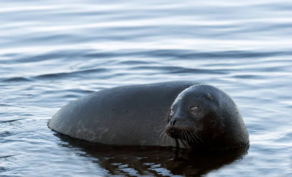 Het Ladoga Geringde Afdichting Het Water Wetenschappelijke Naam Pusa Bosadder — Stockfoto