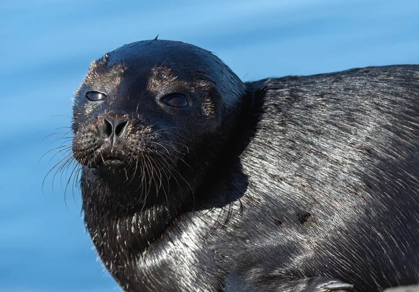 Ladoga Halkalı Mühür Yan Görünüm Portresi Bilimsel Adı Pusa Hispida — Stok fotoğraf