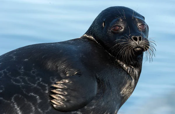 The Ladoga ringed seal. Side view portrait. Close up. Scientific name: Pusa hispida ladogensis. The Ladoga seal in a natural habitat. Ladoga Lake.