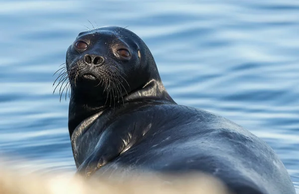 The Ladoga ringed seal. Side view portrait. Scientific name: Pusa hispida ladogensis. The Ladoga seal in a natural habitat. Ladoga Lake.