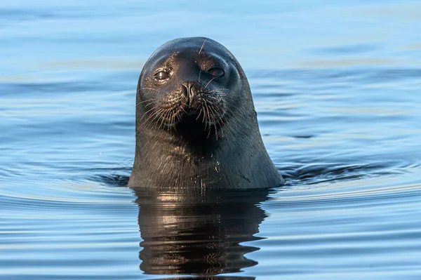 Ladoga Ringed Seal Water Scientific Name Pusa Hispida Ladogensis Ladoga — Stock Photo, Image