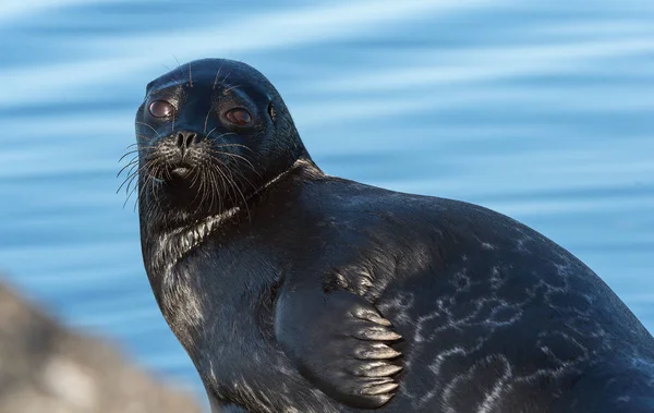 The Ladoga ringed seal. Scientific name: Pusa hispida ladogensis. The Ladoga seal in a natural habitat. Ladoga Lake.