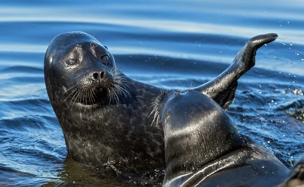 Die Ladoga Beringt Robben Wissenschaftlicher Name Pusa Hispida Ladogensis Die — Stockfoto