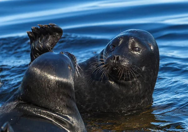 The Ladoga ringed seals. Scientific name: Pusa hispida ladogensis. The Ladoga seals in a natural habitat. Ladoga Lake.