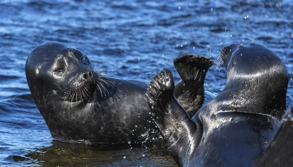 Ladoga Ringed Seals Scientific Name Pusa Hispida Ladogensis Ladoga Seals — Stock Photo, Image