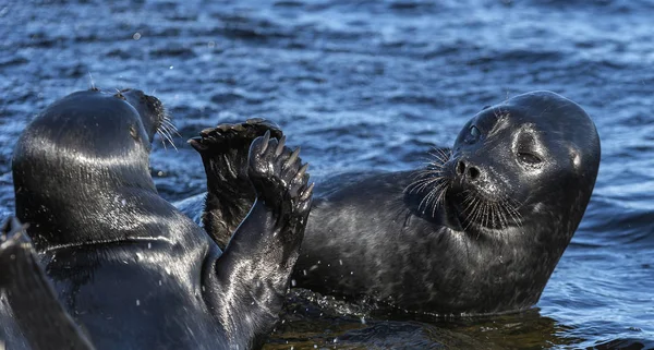 The Ladoga ringed seals. Scientific name: Pusa hispida ladogensis. The Ladoga seals in a natural habitat. Ladoga Lake.