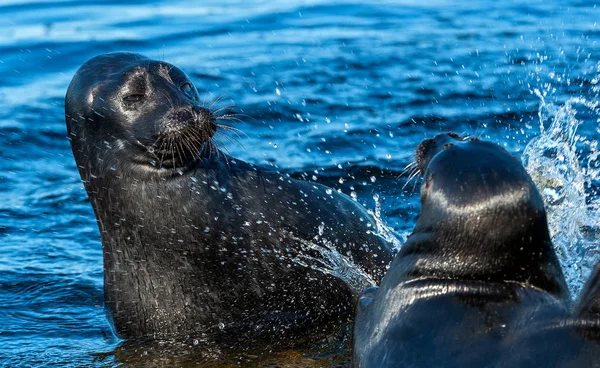 The Ladoga ringed seals. Scientific name: Pusa hispida ladogensis. The Ladoga seals in a natural habitat. Ladoga Lake.