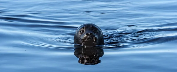 Het Ladoga Geringde Afdichting Het Water Wetenschappelijke Naam Pusa Bosadder — Stockfoto