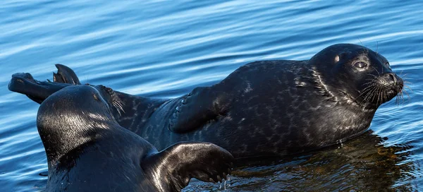 The Ladoga ringed seals. Scientific name: Pusa hispida ladogensis. The Ladoga seals in a natural habitat. Ladoga Lake.