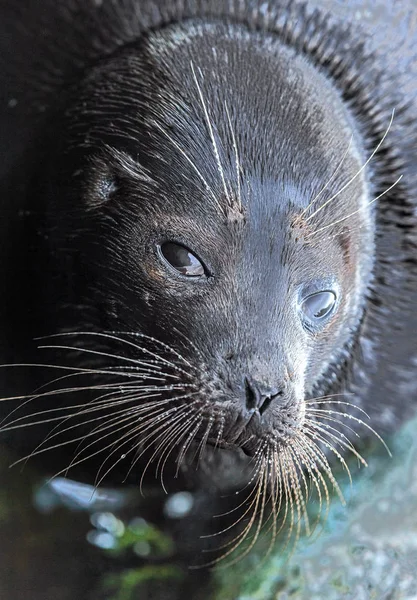 The Ladoga ringed seal. Scientific name: Pusa hispida ladogensis. The Ladoga seal in a natural habitat. Ladoga Lake.