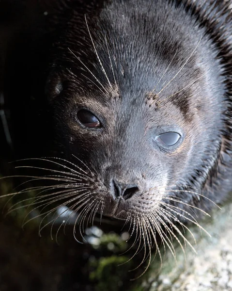 The Ladoga ringed seal. Scientific name: Pusa hispida ladogensis. The Ladoga seal in a natural habitat. Ladoga Lake.