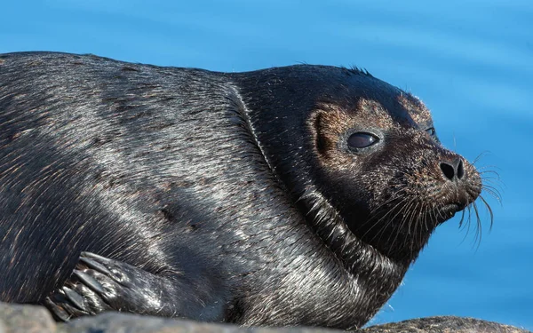 The Ladoga ringed seal. Side view portrait. Close up. Scientific name: Pusa hispida ladogensis. The Ladoga seal in a natural habitat. Ladoga Lake. — Stock Image Ladoga Ringed Seal Side View Portrait Close Scientific Name Pusa Stock Picture