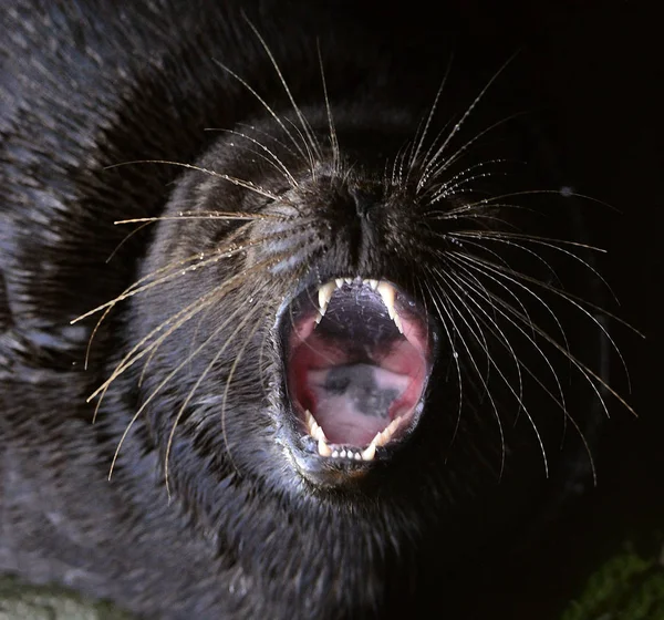 The Ladoga ringed seal with open mouth. Scientific name: Pusa hispida ladogensis. The Ladoga seal in a natural habitat. Ladoga Lake. — Stock Image Ladoga Ringed Seal Open Mouth Scientific Name Pusa Hispida Ladogensis Royalty Free Stock Images