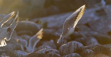 Gün batımının arka ışığında uçan martılar. Gün batımı arka planı. Kara başlı Martı Bilimsel adı: Larus ridibundus.