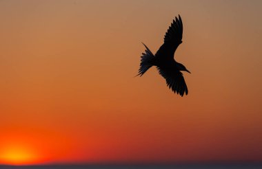 Kırmızı gün batımı gökyüzüne karşı uçan bir sumuğun silueti. Dramatik Sunset Gökyüzü. Ortak Tern Bilimsel adı: Sterna hirundo. Sternidae