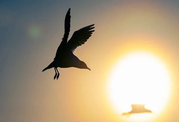 Silhouette Une Mouette Volante Coucher Soleil Rouge Fond Ciel Coucher — Photo