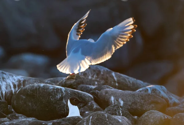 Flying Seagull Backlight Sunset Sunset Background Black Headed Gull Scientific — Stock Photo, Image