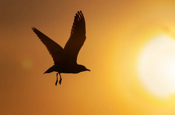 Silueta Una Gaviota Voladora Fondo Rojo Del Cielo Atardecer Cielo — Foto de Stock