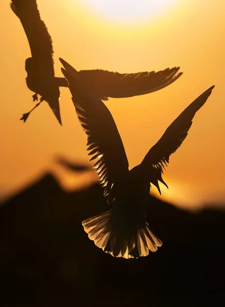 Létající Racky Pozadí Zapadajícího Slunce Pozadí Západem Slunce Racek Černohlavý — Stock fotografie