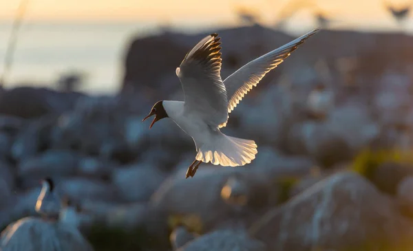 夕阳下飞舞的海鸥 日落背景 黑头鸥科学名称 拉鲁斯 瑞迪本杜斯 — 图库照片
