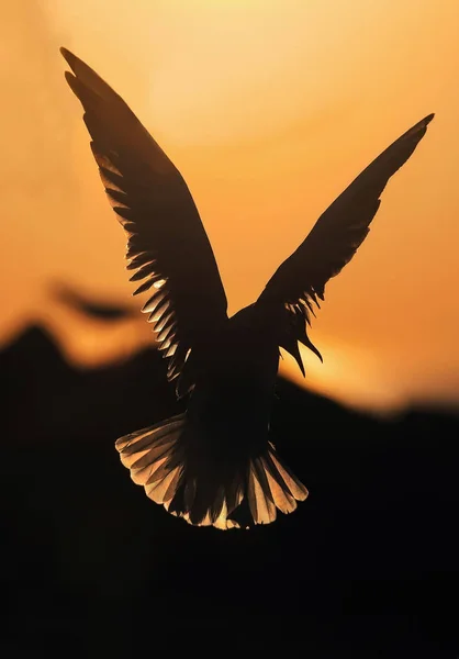 Gaviota Voladora Luz Del Atardecer Fondo Del Atardecer Gaviota Cabeza —  Fotos de Stock