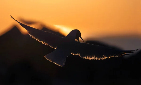 Gün Batımının Arka Işığında Uçan Martı Gün Batımı Arka Planı — Stok fotoğraf