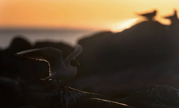 Latający Mewa Podświetlenie Zachodu Słońca Tło Zachodu Słońca Gull Czarnogłowy — Zdjęcie stockowe
