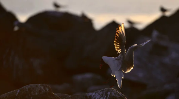 Flying Seagull Backlight Sunset Sunset Background Black Headed Gull Scientific — Stock Photo, Image