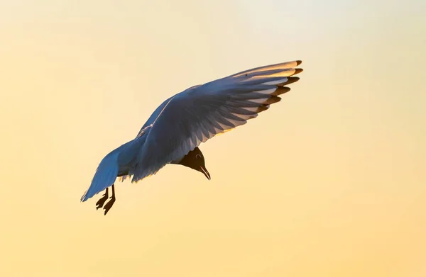 飞海鸥的剪影 红色日落天空背景 戏剧性的日落天空 黑头鸥科学名称 拉鲁斯 瑞迪本杜斯 — 图库照片