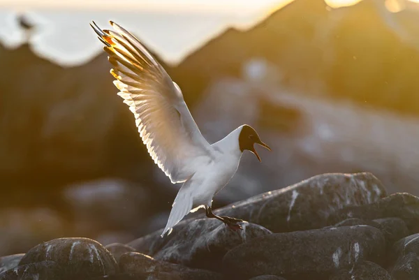 Літаюча Чайка Підсвічує Захід Сонця Тло Заходу Сонця Black Headed — стокове фото