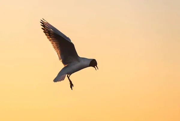 Silueta Una Gaviota Voladora Fondo Rojo Del Cielo Atardecer Cielo —  Fotos de Stock