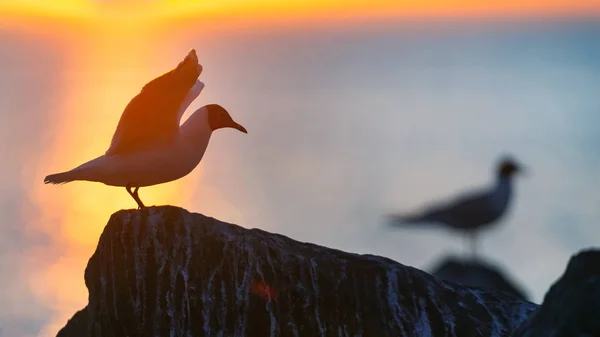 Silhouette Seagull Stone Red Sunset Sky Background Dramatic Sunset Sky — Stock Photo, Image