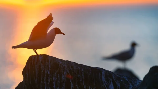 Silhouette Une Mouette Sur Pierre Coucher Soleil Rouge Fond Ciel — Photo