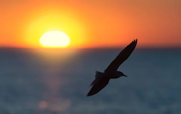Silhouette Flying Seagull Red Sunset Sky Background Dramatic Sunset Sky — Stock Photo, Image