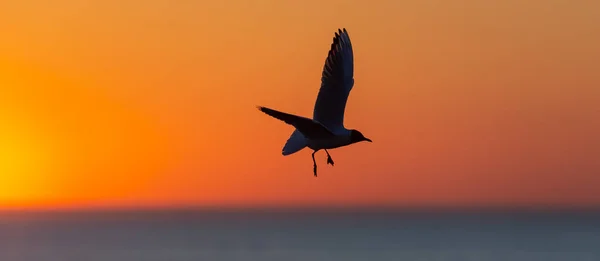 Silhouette Flying Seagull Red Sunset Sky Background Dramatic Sunset Sky — Stock Photo, Image