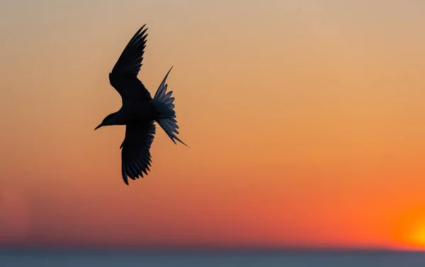Silhouette Flying Tern Red Sunset Sky Dramatic Sunset Sky Common — Stock Photo, Image
