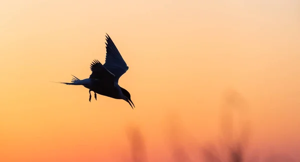Flygende Terns Silhuett Mot Den Røde Solnedgangshimmelen Dramatisk Solnedgang Himmel – stockfoto