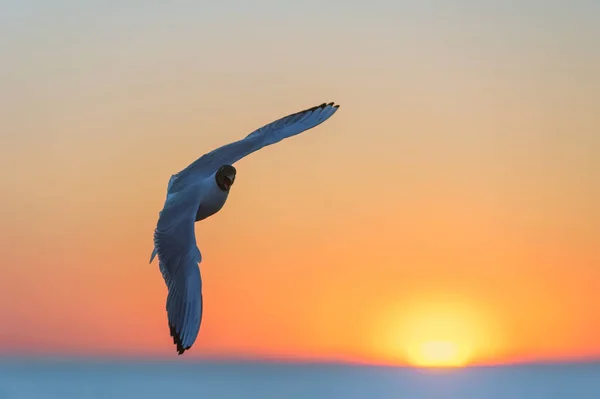 Silhouette Une Mouette Volante Coucher Soleil Rouge Fond Ciel Coucher — Photo