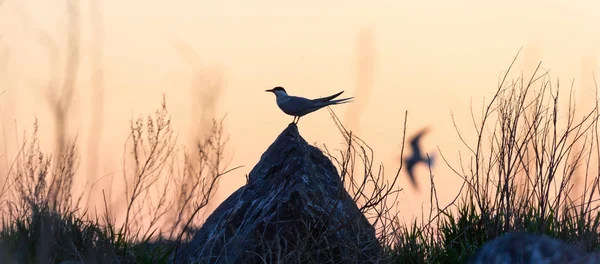 Silhouette Tern Stone Red Sunset Sky Dramatic Sunset Sky Common — Stock Photo, Image