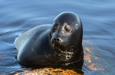 Ladoga halkalı fok bir taşın üzerinde. Bilimsel adı: Pusa hispida ladogensis. Ladoga mührü doğal bir yaşam alanında. Ladoga Gölü.