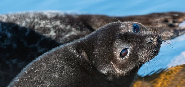 The Ladoga ringed seal. Closeup portrait, side view. Scientific name: Pusa hispida ladogensis. The Ladoga seal in a natural habitat. Ladoga Lake.