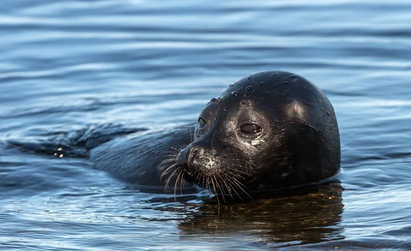 Ladoga Inanellato Foca Nuotando Nell Acqua Sfondo Blu Acqua Nome — Foto Stock