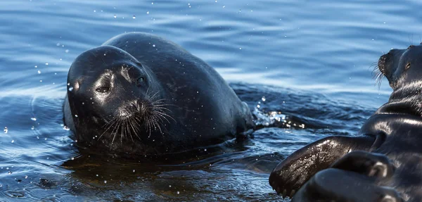 Ladoga Ringed Seals Scientific Name Pusa Hispida Ladogensis Ladoga Seals — Stock Photo, Image
