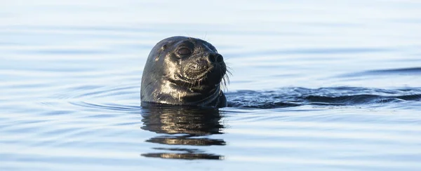 ラドガは水中で泳ぐアザラシを鳴らしました 青い水の背景 科学的な名前 ヒスピダ ラドゲンシス 自然の生息地でラドガアザラシ ラグガ湖 — ストック写真