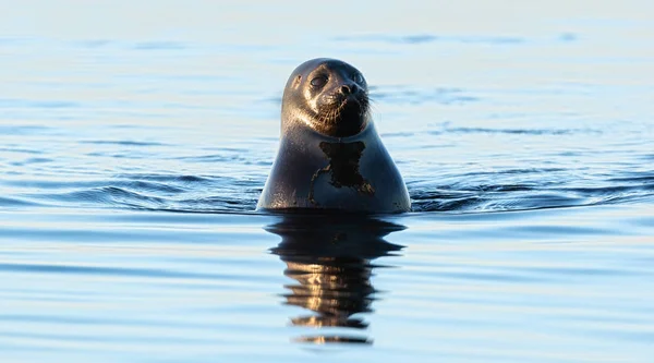 Die Wasser Schwimmende Ringelrobbe Blauer Wasserhintergrund Wissenschaftlicher Name Pusa Hispida — Stockfoto