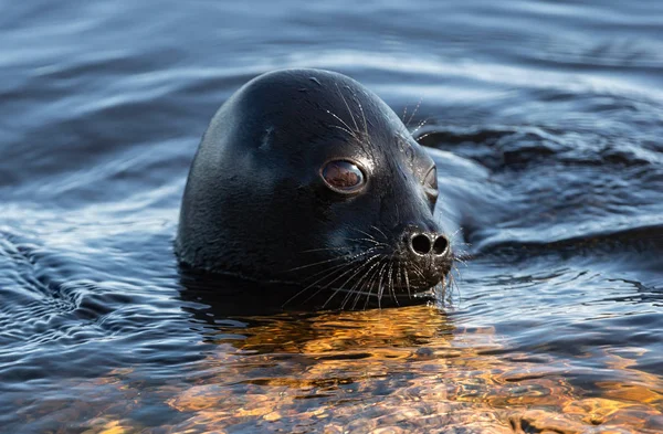 Ladoga Gyűrött Pecsét Úszás Vízben Kék Víz Háttér Tudományos Megnevezés — Stock Fotó
